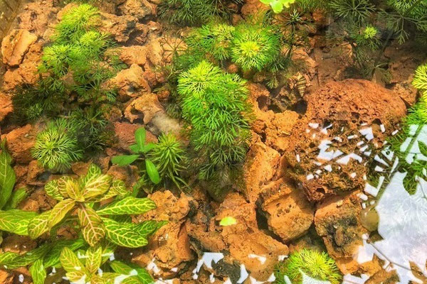 Lạ đời combo dụng cụ ăn xin được rao bán với giá cao không tưởng-6