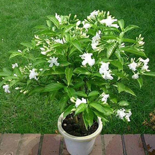 6 loại cây đặt trong phòng ngủ giúp phòng mát rượi, có giấc ngủ ngon-1