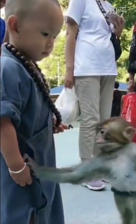 Khỉ con gây xúc động khi liên tục an ủi tiểu hòa thượng đeo lắc bạc vì lầm tưởng đó là xiềng xích giống trên cổ mình-1