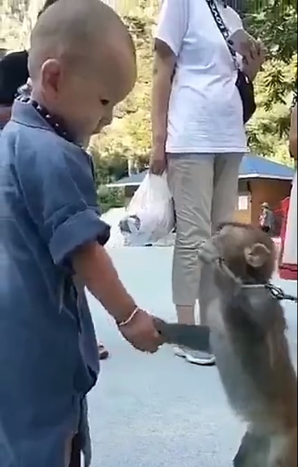 Khỉ con gây xúc động khi liên tục an ủi tiểu hòa thượng đeo lắc bạc vì lầm tưởng đó là xiềng xích giống trên cổ mình-2