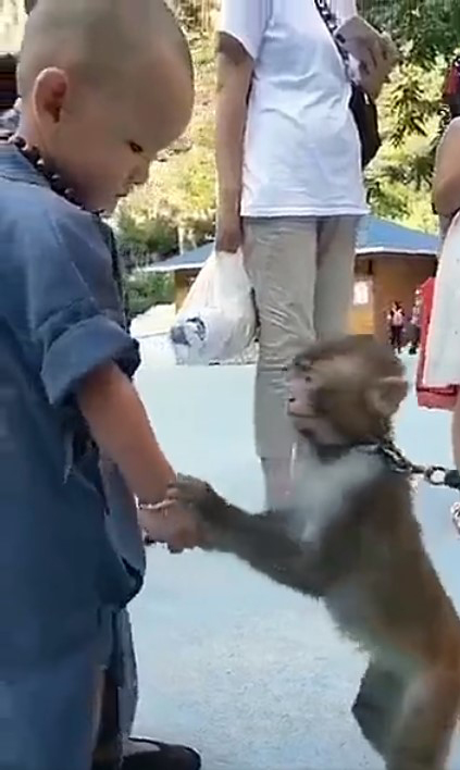 Khỉ con gây xúc động khi liên tục an ủi tiểu hòa thượng đeo lắc bạc vì lầm tưởng đó là xiềng xích giống trên cổ mình-3