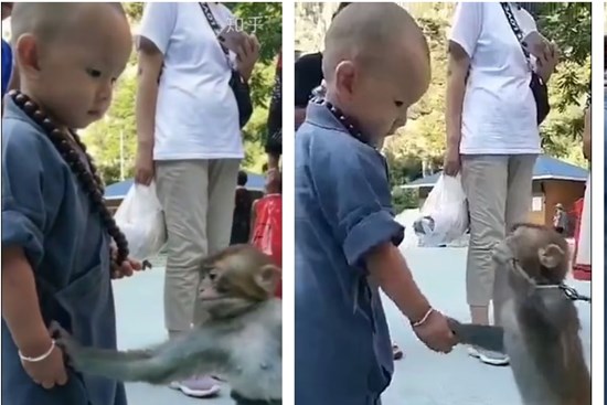 Khỉ con gây xúc động khi liên tục an ủi tiểu hòa thượng đeo lắc bạc vì lầm tưởng đó là xiềng xích giống trên cổ mình