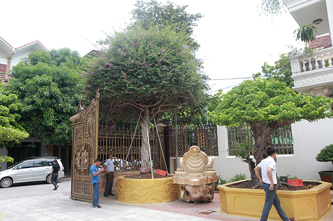 Loại cây mọc hoang ven đường, đại gia mua giá 3 tỷ gây xôn xao-1