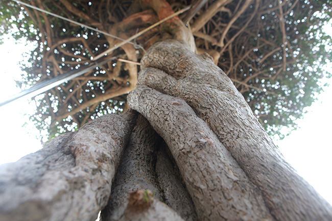 Loại cây mọc hoang ven đường, đại gia mua giá 3 tỷ gây xôn xao-10