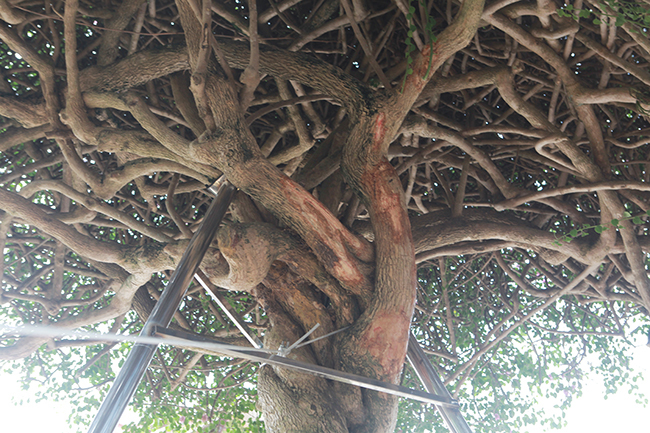 Loại cây mọc hoang ven đường, đại gia mua giá 3 tỷ gây xôn xao-12