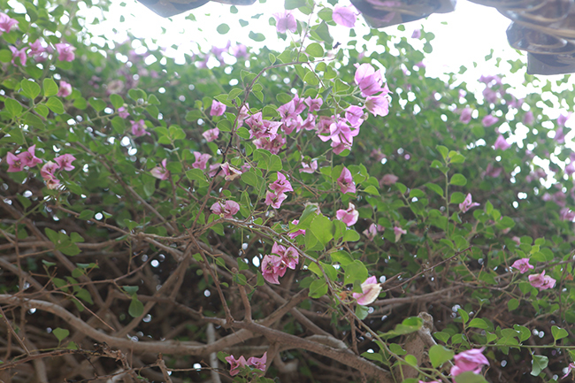 Loại cây mọc hoang ven đường, đại gia mua giá 3 tỷ gây xôn xao-13