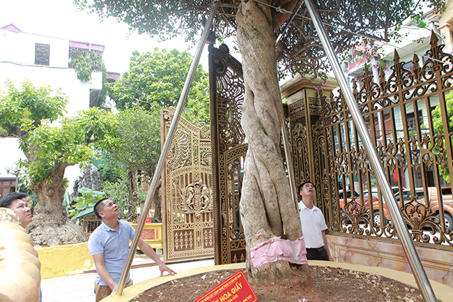 Loại cây mọc hoang ven đường, đại gia mua giá 3 tỷ gây xôn xao-14