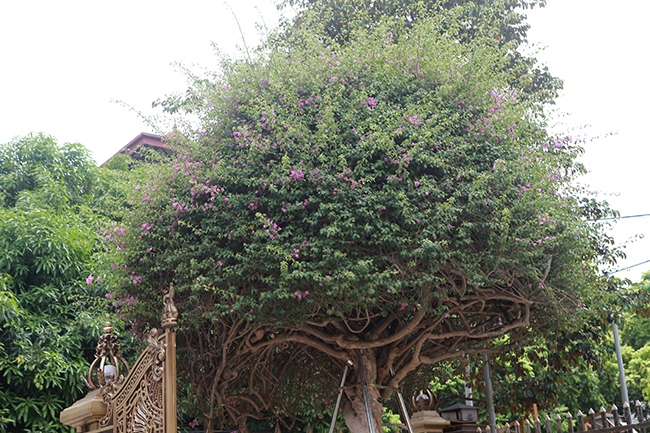 Loại cây mọc hoang ven đường, đại gia mua giá 3 tỷ gây xôn xao-15