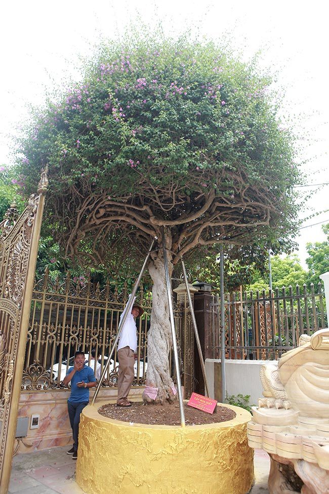 Loại cây mọc hoang ven đường, đại gia mua giá 3 tỷ gây xôn xao-2