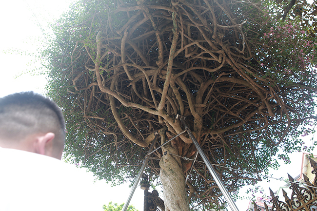 Loại cây mọc hoang ven đường, đại gia mua giá 3 tỷ gây xôn xao-8