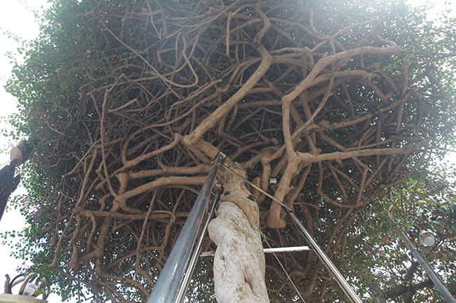 Loại cây mọc hoang ven đường, đại gia mua giá 3 tỷ gây xôn xao-9