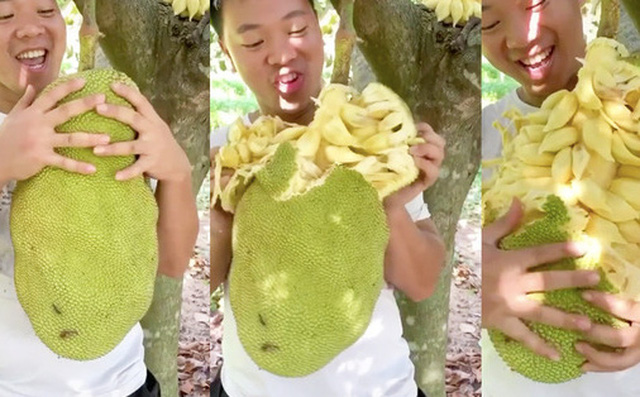 Anh chàng quay clip tách mít chín mọng từ trên cây cực đã mắt nhưng lại bị cư dân mạng chỉ trích vì một điểm này-1