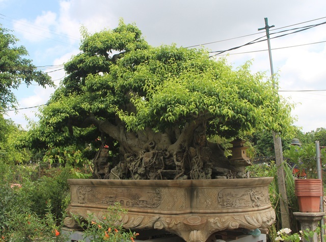 Đại gia chơi lớn, đích thân cõng 2 bao tải tiền mua sanh cổ 7 thân-1