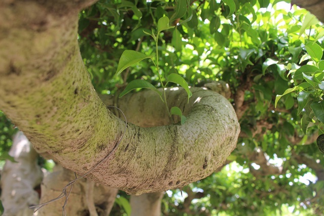 Đại gia chơi lớn, đích thân cõng 2 bao tải tiền mua sanh cổ 7 thân-11