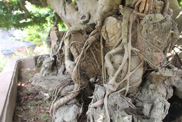 Đại gia chơi lớn, đích thân cõng 2 bao tải tiền mua sanh cổ 7 thân-12