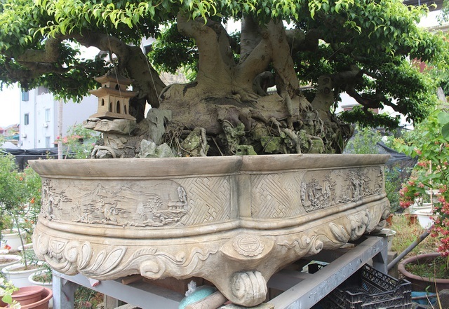 Đại gia chơi lớn, đích thân cõng 2 bao tải tiền mua sanh cổ 7 thân-7