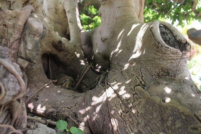 Đại gia chơi lớn, đích thân cõng 2 bao tải tiền mua sanh cổ 7 thân-8