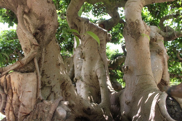 Đại gia chơi lớn, đích thân cõng 2 bao tải tiền mua sanh cổ 7 thân-5