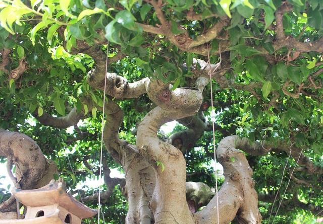 Đại gia chơi lớn, đích thân cõng 2 bao tải tiền mua sanh cổ 7 thân-4