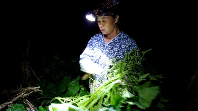 Dậy từ 2 giờ hái rau bí, bà trùm kiếm tiền triệu nơi bãi giữa sông Hồng-2