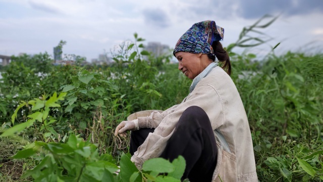 Dậy từ 2 giờ hái rau bí, bà trùm kiếm tiền triệu nơi bãi giữa sông Hồng-4