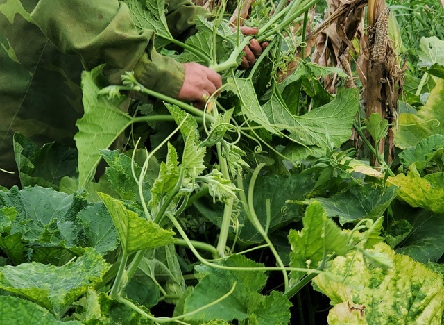 Dậy từ 2 giờ hái rau bí, bà trùm kiếm tiền triệu nơi bãi giữa sông Hồng-5