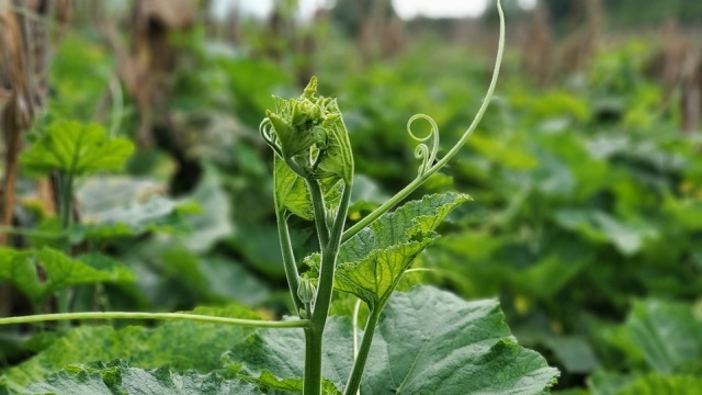 Dậy từ 2 giờ hái rau bí, bà trùm kiếm tiền triệu nơi bãi giữa sông Hồng-6