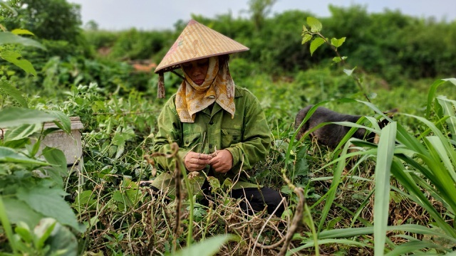 Dậy từ 2 giờ hái rau bí, bà trùm kiếm tiền triệu nơi bãi giữa sông Hồng-7