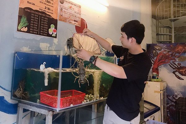 Đổ bộ Hà Nội, những chú tôm hùm ôm trứng nhảy tanh tách giá siêu rẻ chỉ 450.000 đồng/kg: Có nên mua?-5