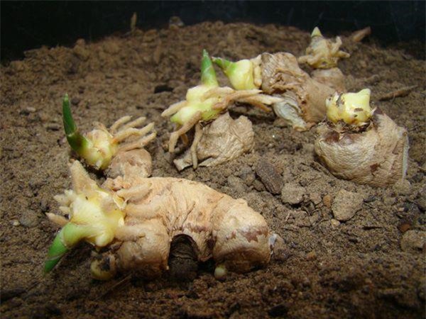 Dùng tăm đâm vào nhánh gừng, vài tháng sau có gừng ăn tẹt ga, xanh đẹp ngỡ ngàng-1