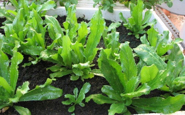 Cây gia vị vứt đâu cũng sống được, ngắt vài nhánh cho vào món ăn lại chữa được nhiều bệnh-1