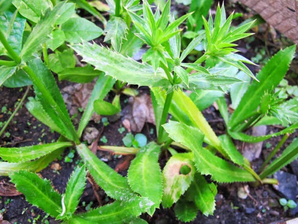 Cây gia vị vứt đâu cũng sống được, ngắt vài nhánh cho vào món ăn lại chữa được nhiều bệnh-3