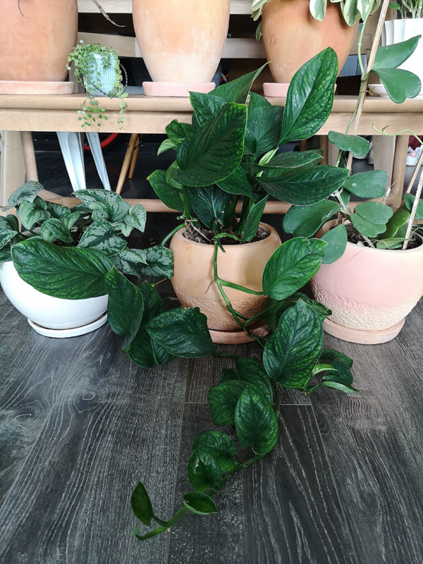 Sở hữu hơn 100 loài cây, nữ MC 8x bật mí bí quyết trồng cây trong nhà vừa đẹp lại chẳng lo thiếu oxy-7