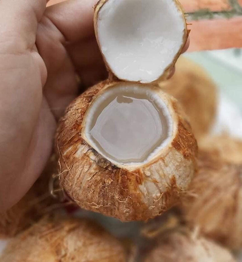 Ngày bán 5.000 quả dừa tí hon, hàng lạ gây sốt mùa nắng cháy-2