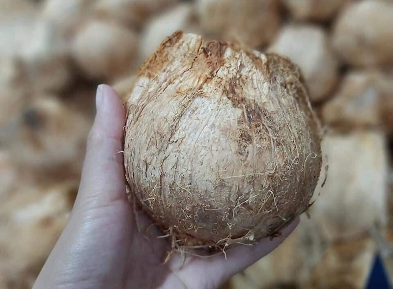 Ngày bán 5.000 quả dừa tí hon, hàng lạ gây sốt mùa nắng cháy-1