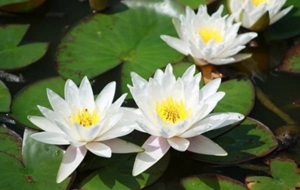 Cuối tháng 6, 3 con giáp tài lộc bùng nổ, kinh doanh bất ngờ suôn sẻ, tương lai tươi sáng không phải lo nghĩ-3