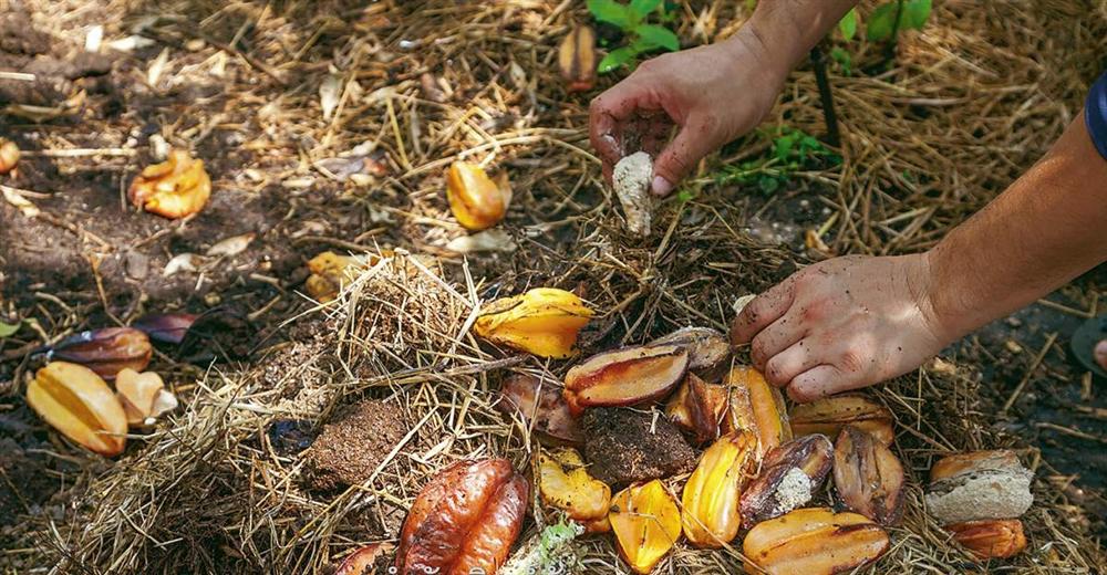 Tự làm phân bón từ thực phẩm bỏ đi, vừa tiết kiệm chi phí vừa giúp cây lớn nhanh như thổi-1