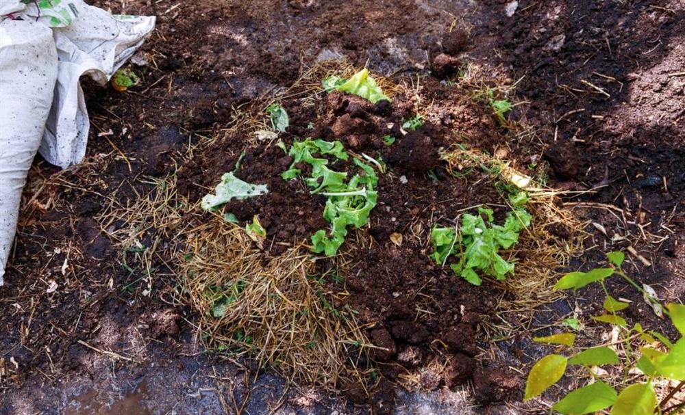 Tự làm phân bón từ thực phẩm bỏ đi, vừa tiết kiệm chi phí vừa giúp cây lớn nhanh như thổi-5