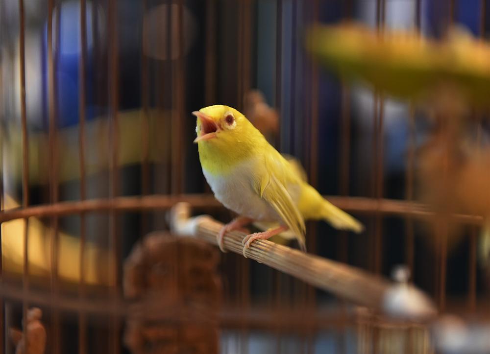 Mãn nhãn bộ sưu tập chim quý hiếm, giá tiền tỷ của vua chim màu Việt-3