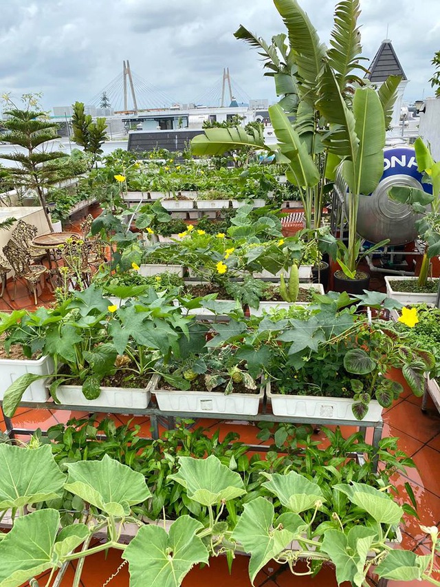 Mẹ đảm Hải Phòng trồng rau, nuôi cá trên sân thượng biệt thự triệu USD-2