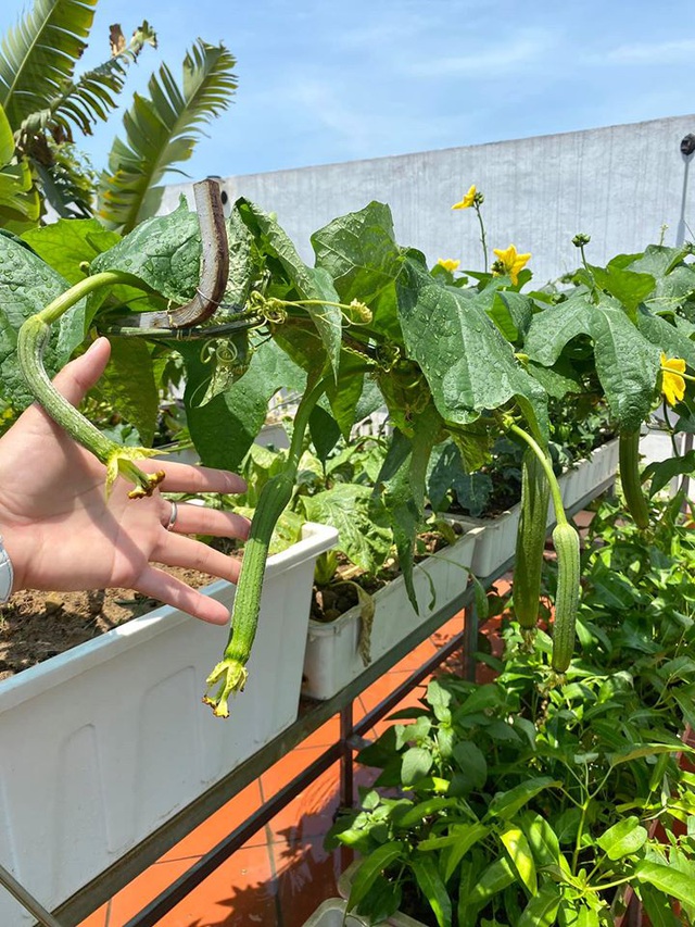 Mẹ đảm Hải Phòng trồng rau, nuôi cá trên sân thượng biệt thự triệu USD-3