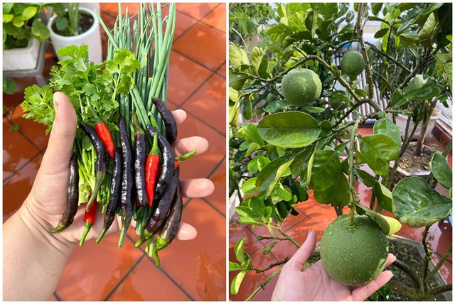 Mẹ đảm Hải Phòng trồng rau, nuôi cá trên sân thượng biệt thự triệu USD-7