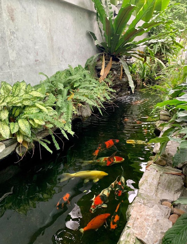 Mẹ đảm Hải Phòng trồng rau, nuôi cá trên sân thượng biệt thự triệu USD-8