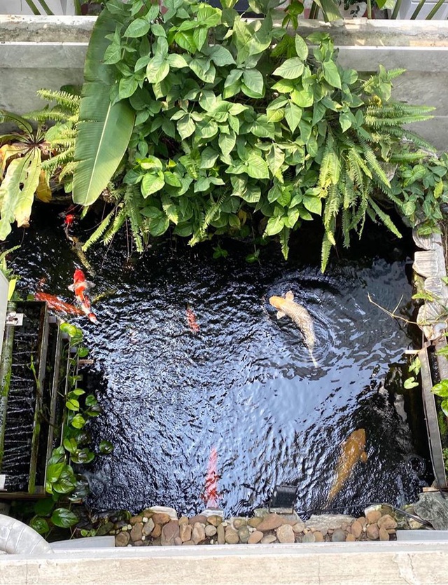 Mẹ đảm Hải Phòng trồng rau, nuôi cá trên sân thượng biệt thự triệu USD-9