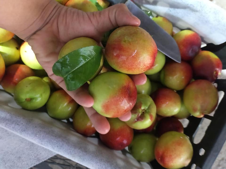 Đào lòng vàng giòn ngọt giá chỉ 10 ngàn đồng/kg bán khắp chợ mạng, bà nội trợ đặt cả yến về làm trà đào-2