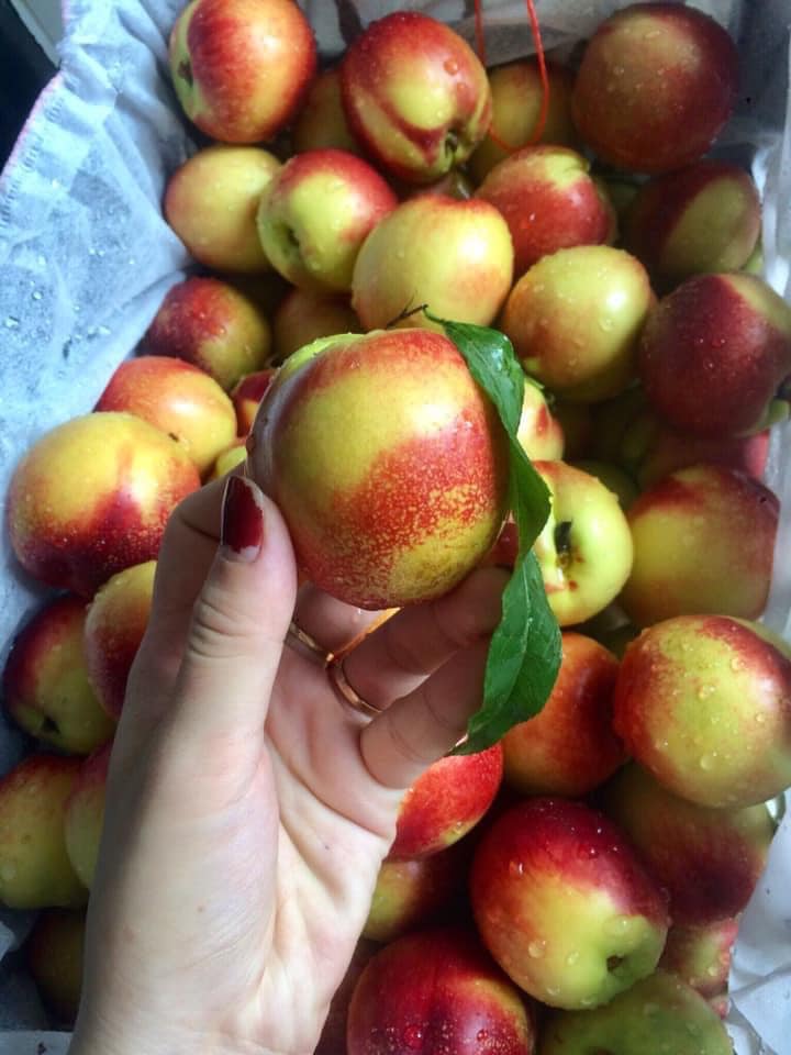 Đào lòng vàng giòn ngọt giá chỉ 10 ngàn đồng/kg bán khắp chợ mạng, bà nội trợ đặt cả yến về làm trà đào-3