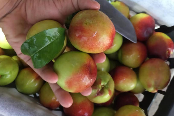 Dân buôn tiết lộ sự thật về đào Sa Pa bán tràn ngập chợ-5