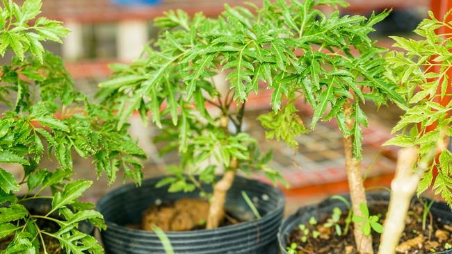 6 loại cây vừa trang trí không gian sống vừa tốt cho sức khỏe-8