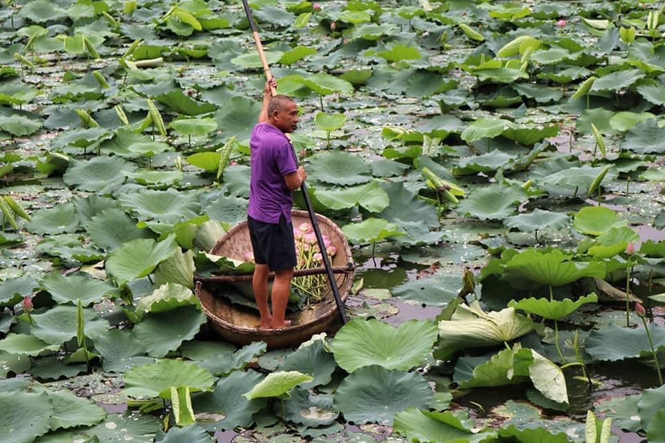 Mùa sen về, trà ướp bông sen tươi 40 ngàn/bông đắt khách, người làng sen Tây Hồ ngày bán gần 1000 bông cho khách mang đi biếu-1