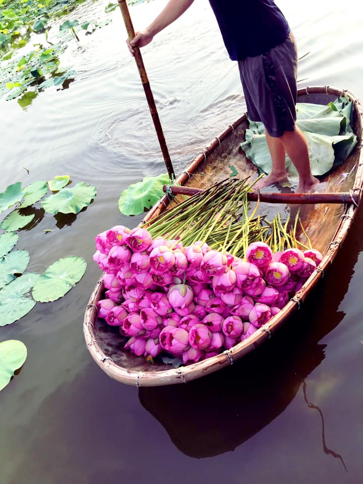 Mùa sen về, trà ướp bông sen tươi 40 ngàn/bông đắt khách, người làng sen Tây Hồ ngày bán gần 1000 bông cho khách mang đi biếu-2